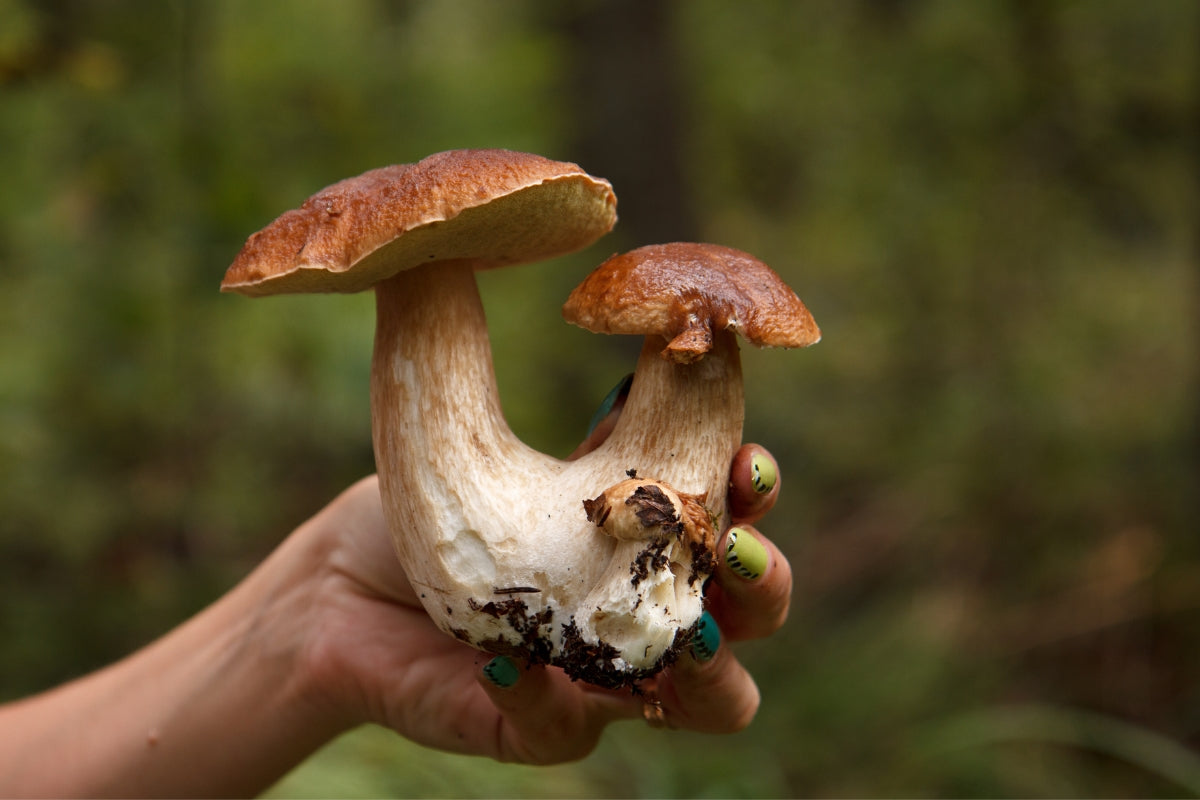 Porcini King Bolete Mushroom Spores in Sawdust Bag Jumbo Grow Kit Makes 25 gal