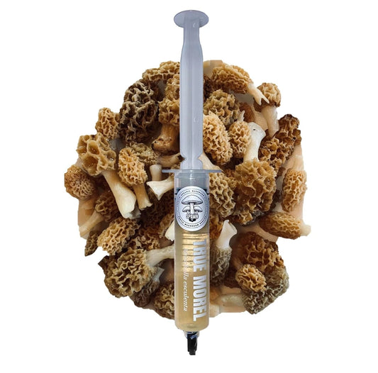 True Morel (Morchella esculenta) Liquid Culture 20mL | Spawn Mycology Seeds