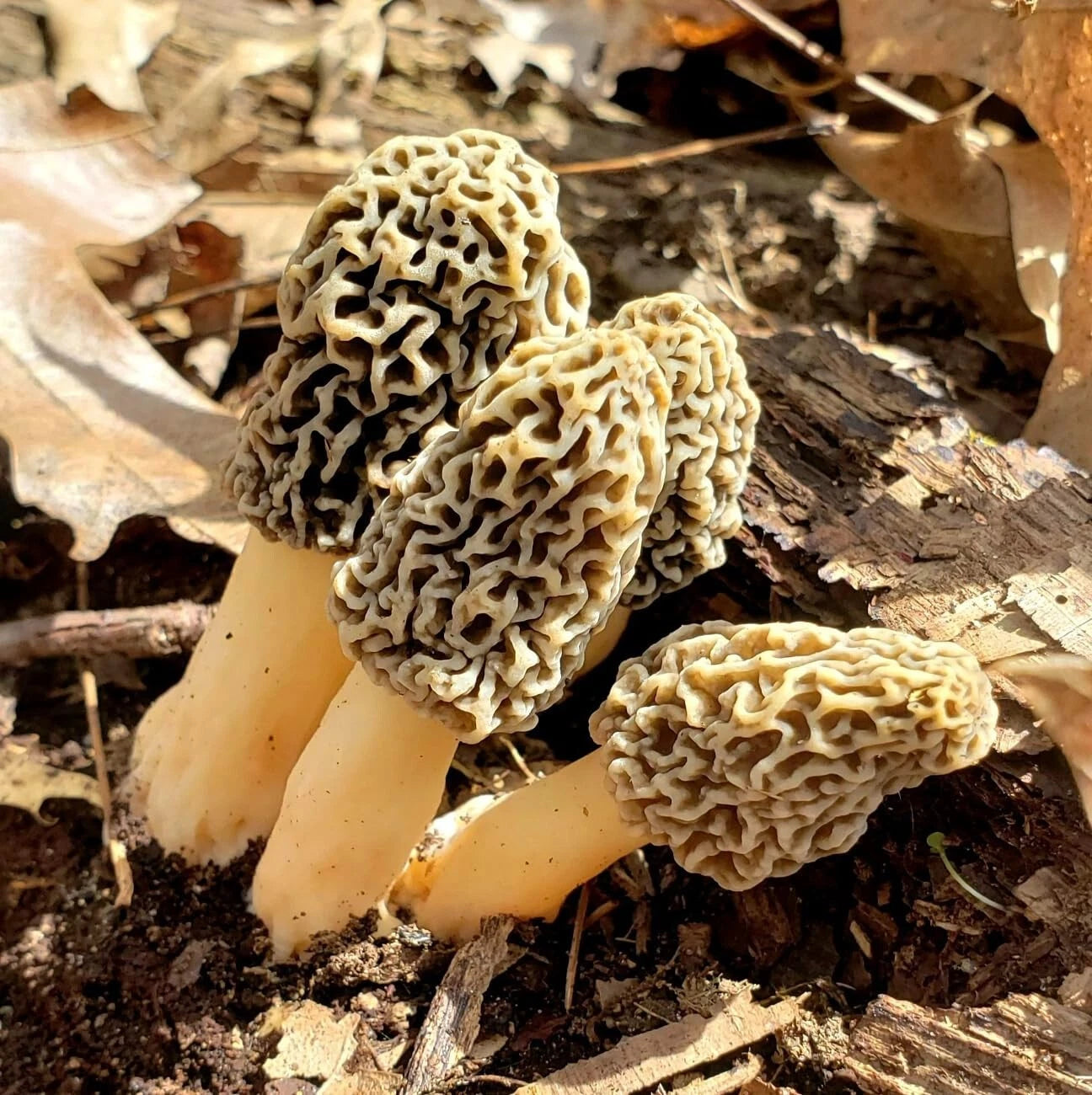 True Morel (Morchella esculenta) Liquid Culture 20mL | Spawn Mycology Seeds