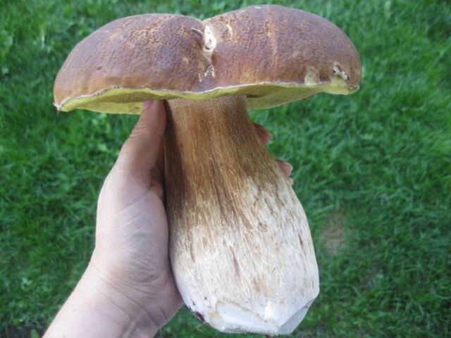 Porcini King Bolete Mushroom Spores in Sawdust Bag Jumbo Grow Kit Makes 25 gal