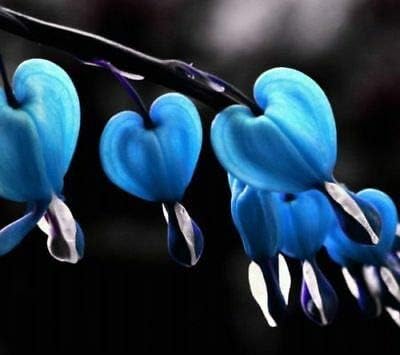 Seeds - 25 Blue Bleeding Heart Seeds Flowers Seed Shade Flower Garden, Flowering Seeds