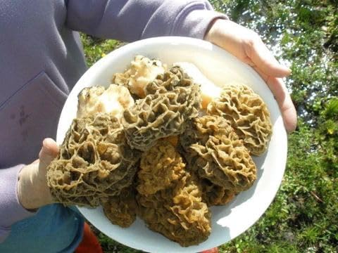 Morello Morel Mushroom Large Sawdust Grow Kit - 100 Grams (Pack of 1) - Easy to Cultivate Prized Mushrooms at Home 25 Gallon