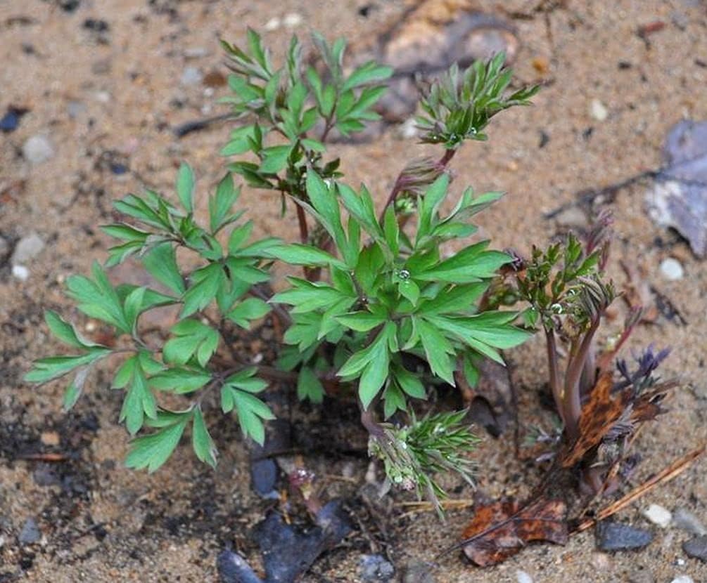 20 Pcs Black Bleeding Heart Seeds Dicentra Spectabilis Shade Flower Garden Spring Flowering