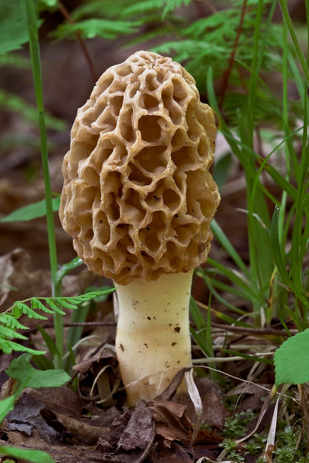 Morel Mushroom Sawdust Grow Kit - 40 Grams (Pack of 1) - Easy to Cultivate Prized Mushrooms at Home