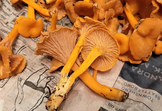 Funnel Chanterelle Yellow FT Mushroom Spores in Sawdust Bag Garden Grow Kit 5gal