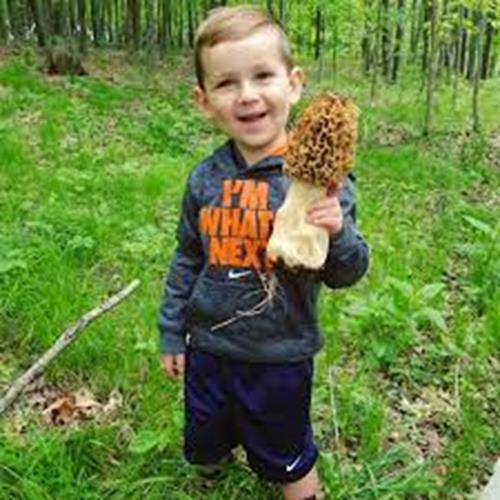 Morel Mushroom Spores in Sawdust Bag Garden Grow Kit Makes 5 gal