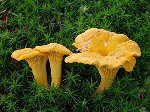 Chanterelle Mushroom Spores in Sawdust Bag Garden Grow Kit Makes 5 gal