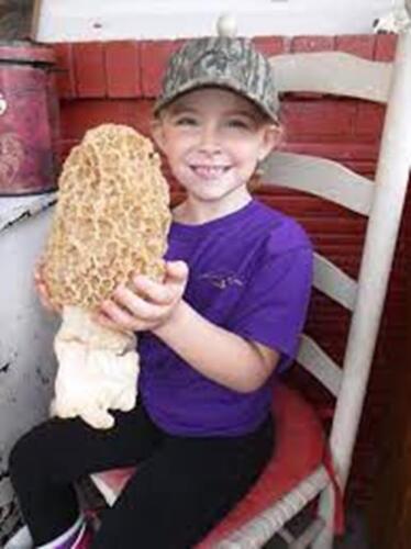 Morel Mushroom Spores in Sawdust Bag Garden Grow Kit Makes 5 gal