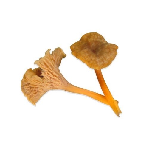 Funnel Chanterelle Yellow FT Mushroom Spores in Sawdust Bag Garden Grow Kit 5gal