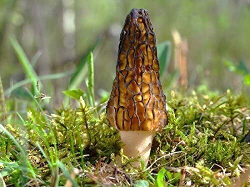 BLACK Morel Mushroom Spores Sawdust Bag Garden Grow Kit Makes 5gal