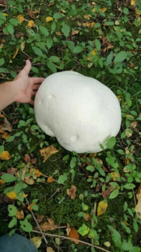 GIANT PUFFBALL MUSHROOM GROWING KIT. OVER 1 BILLION SPORES - Calvatia gigantea!