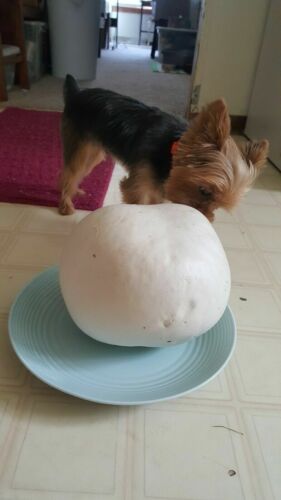 GIANT PUFFBALL MUSHROOM GROWING KIT. OVER 1 BILLION SPORES - Calvatia gigantea!