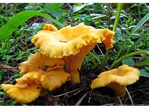 Chanterelle Mushroom Spores in Sawdust Bag Garden Grow Kit Makes 5 gal
