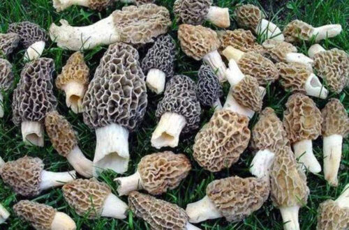 Premium Wild Spore Mushroom Seed Mix Slurry Kit - Instructions Included