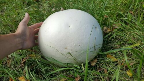 GIANT PUFFBALL MUSHROOM GROWING KIT. OVER 1 BILLION SPORES - Calvatia gigantea!