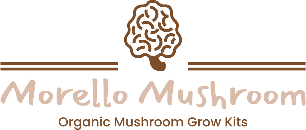 Morello Mushroom