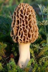 Morello Morel Mushroom Large Sawdust Grow Kit - 100 Grams (Pack of 1) - Easy to Cultivate Prized Mushrooms at Home 25 Gallon