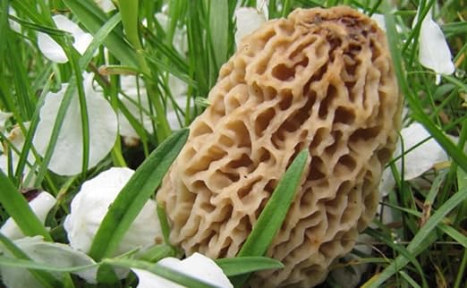 Morello Morel Mushroom Large Sawdust Grow Kit - 100 Grams (Pack of 1) - Easy to Cultivate Prized Mushrooms at Home 25 Gallon