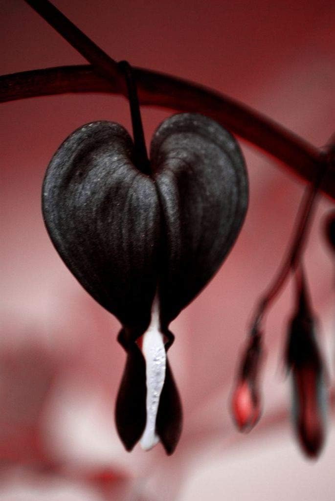 20 Pcs Black Bleeding Heart Seeds Dicentra Spectabilis Shade Flower Garden Spring Flowering