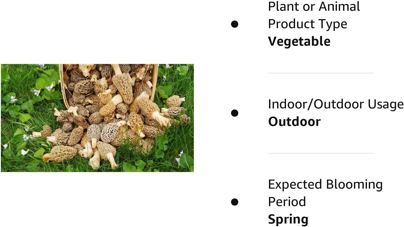 Large Kit Morel Mushroom Spores in Sawdust Seed Spore kit from WV 25 Gallon kit