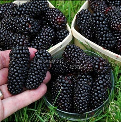 100 Jumbo Thornless Blackberry Seeds, Juicy , Sweet ,Healthy Fruit