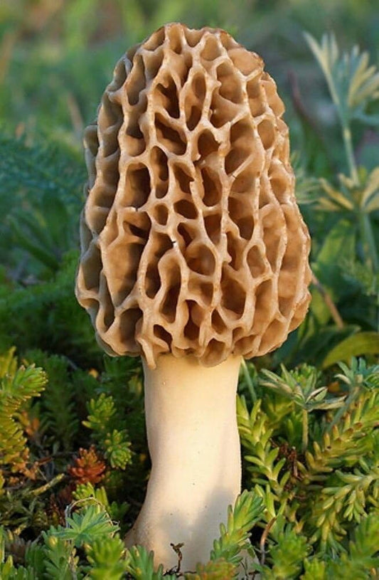 TRUE morel mushroom grow kit grow morel mushrooms at home and garden
