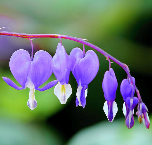 10Pcs Rare Purple Bleeding Heart Seeds Dicentra Spectabilis Flower Seeds