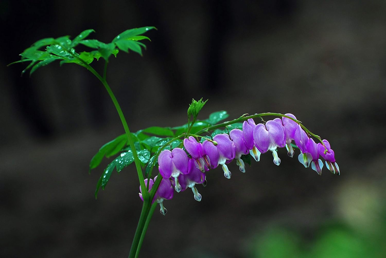 10Pcs Rare Purple Bleeding Heart Seeds Dicentra Spectabilis Flower Seeds