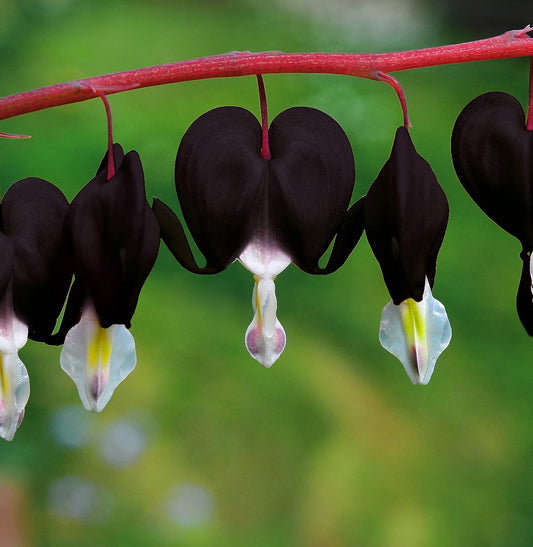 20 Pcs Black Bleeding Heart Seeds Dicentra Spectabilis Shade Flower Garden Spring Flowering