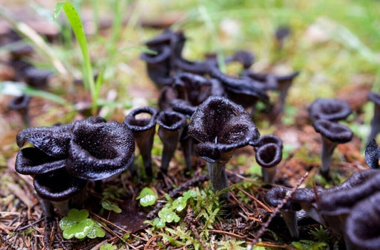 Black Chanterelle Trumpet Mushroom Spores in Sawdust Bag Garden Grow Kit 5gal