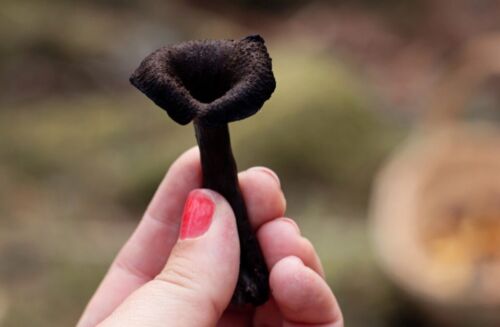 Black Chanterelle Trumpet Mushroom Spores in Sawdust Bag Garden Grow Kit 5gal