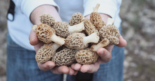 Morel Mushroom Spores in Sawdust Bag Jumbo Grow Kit Makes 25 gal