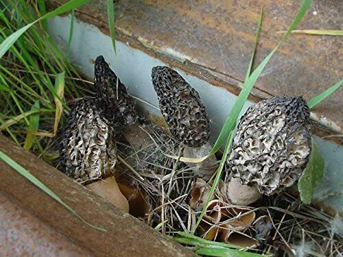 BLACK Morel Mushroom Spores Sawdust Bag Garden Grow Kit Makes 5gal