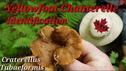 Funnel Chanterelle Yellow FT Mushroom Spores in Sawdust Bag Garden Grow Kit 5gal