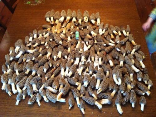 Morel Mushroom Spores in Sawdust Bag Jumbo Grow Kit Makes 25 gal