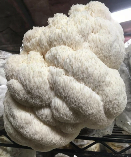 Lion's Mane Mushroom Grow Kit (H. erinaceus) Fresh Inoculated Kit