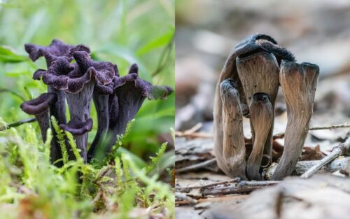 Black Chanterelle Trumpet Mushroom Spores in Sawdust Bag Garden Grow Kit 5gal