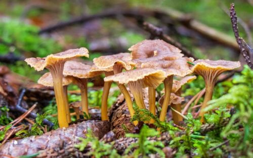 Funnel Chanterelle Yellow FT Mushroom Spores in Sawdust Bag Garden Grow Kit 5gal